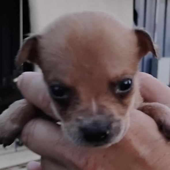 Peanut, adoptable, Puppy Female Mixed Breed.