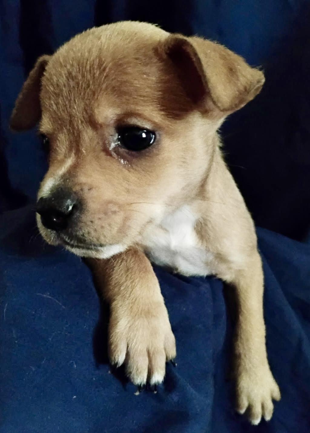 Peanut, adoptable, Puppy Female Terrier.