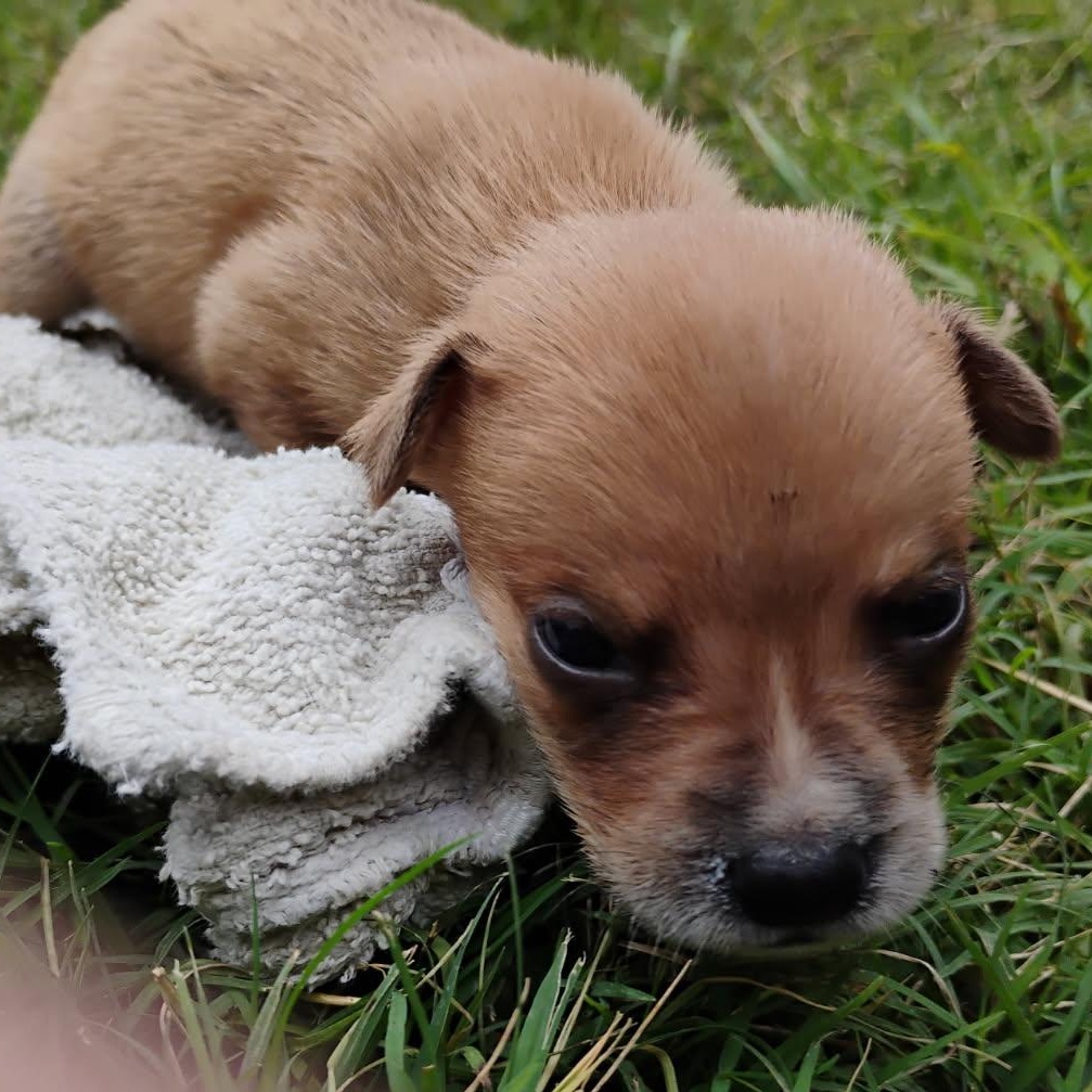 Enlarge Peanut, an adoptable Mixed Breed in Brenham, TX image 2/2