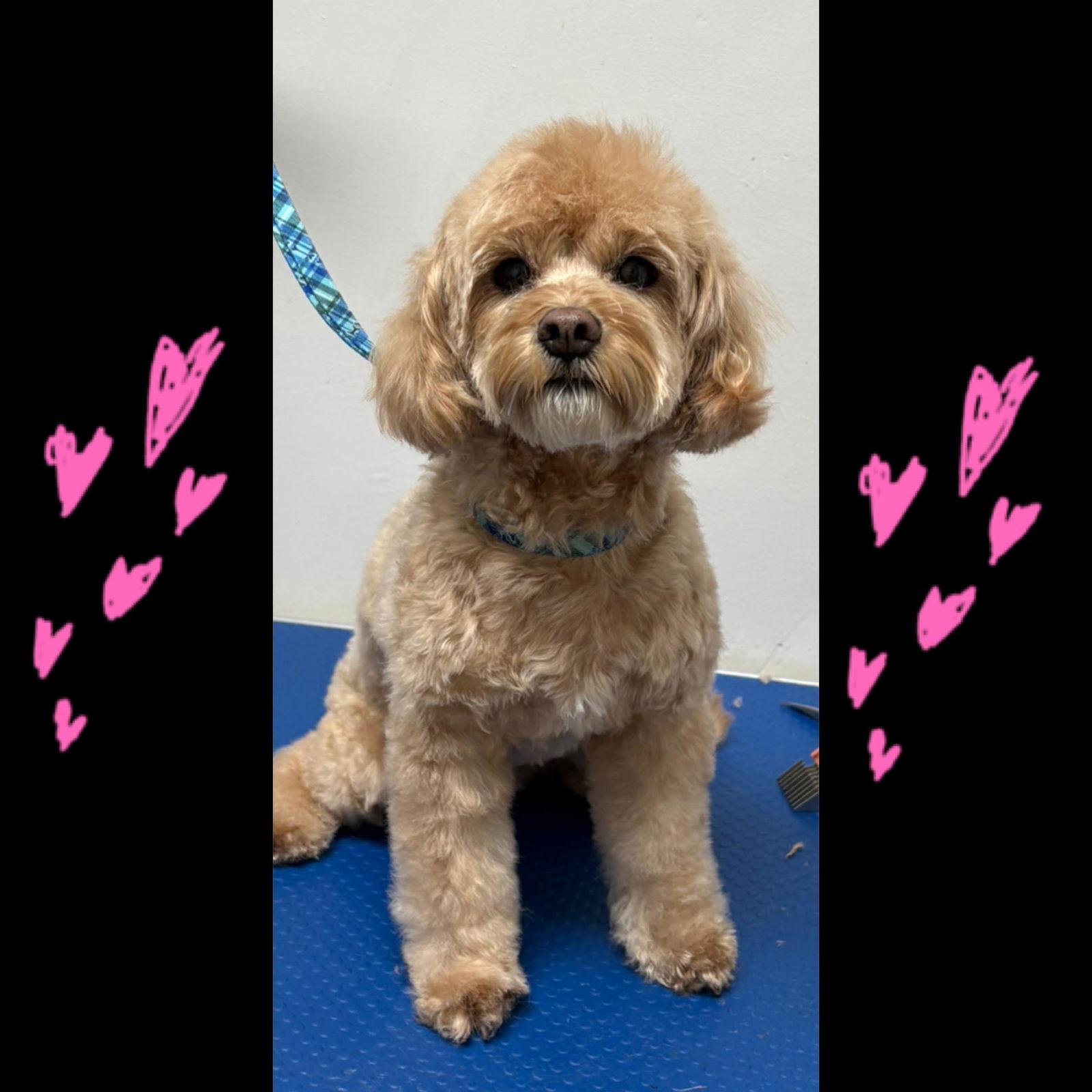 Enlarge Sugar, a Adopted Poodle in Etobicoke, ON image 1/3