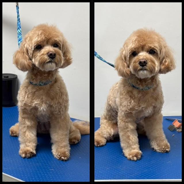 Enlarge Sugar, a Adopted Poodle in Etobicoke, ON image 2/3