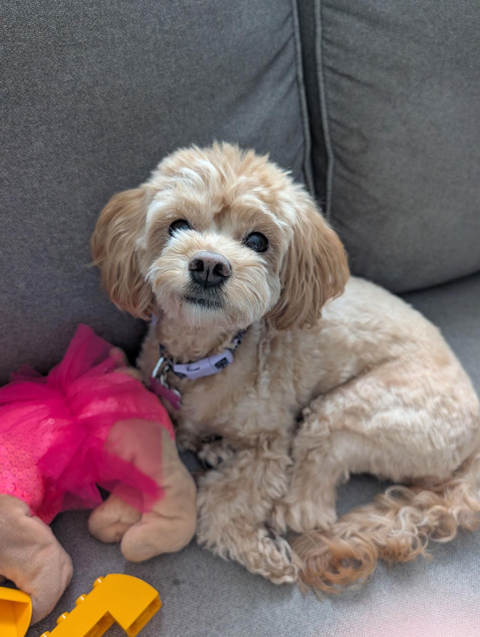 Enlarge Sugar, a Adopted Poodle in Etobicoke, ON image 3/3