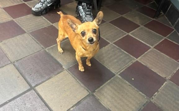 Bolt, Adoptable, Adult Male Miniature Pinscher.