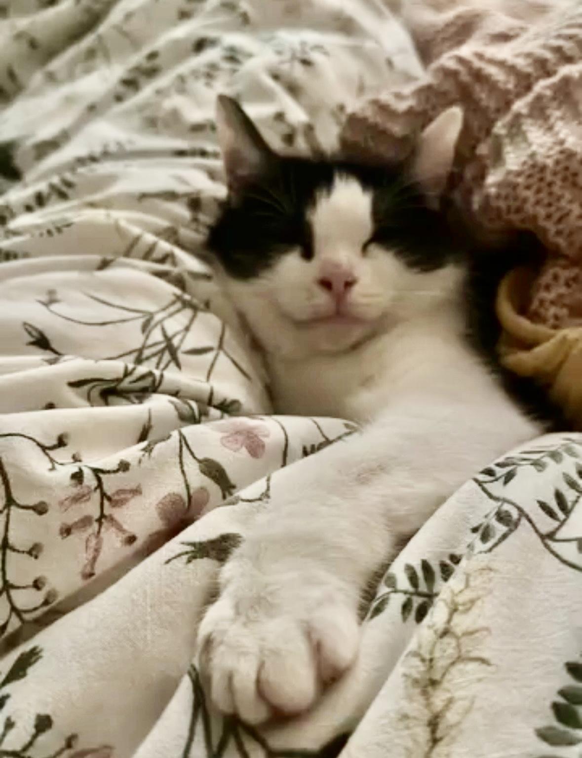 Nola, a ADOPTABLE Domestic Short Hair in Novato, CA image 2/3