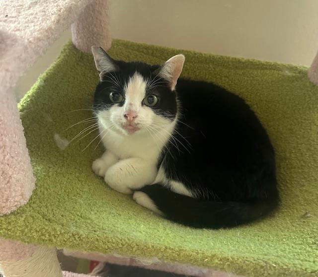 Nola, a ADOPTABLE Domestic Short Hair in Novato, CA image 1/3