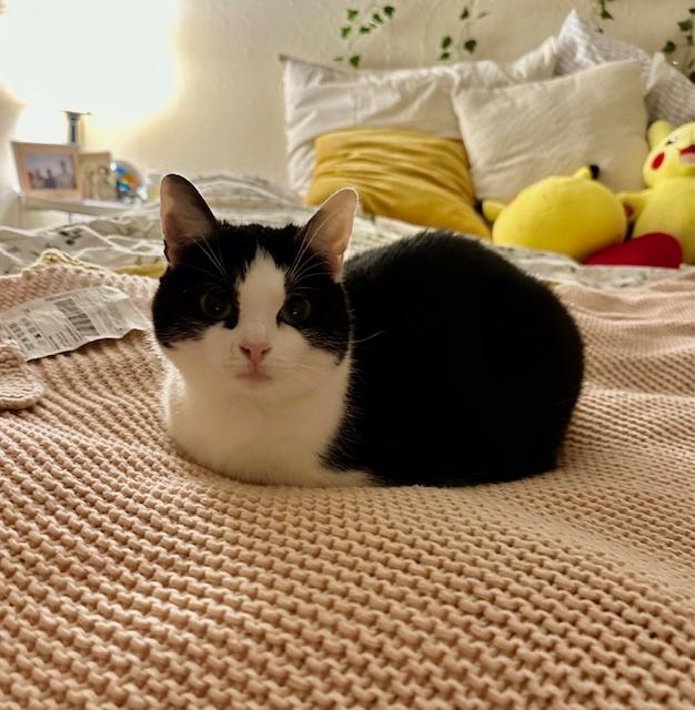 Nola, a ADOPTABLE Domestic Short Hair in Novato, CA image 3/3