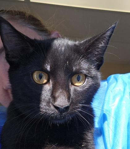 Jasmine, Adoptable, Kitten Female Domestic Short Hair & Domestic Short Hair.