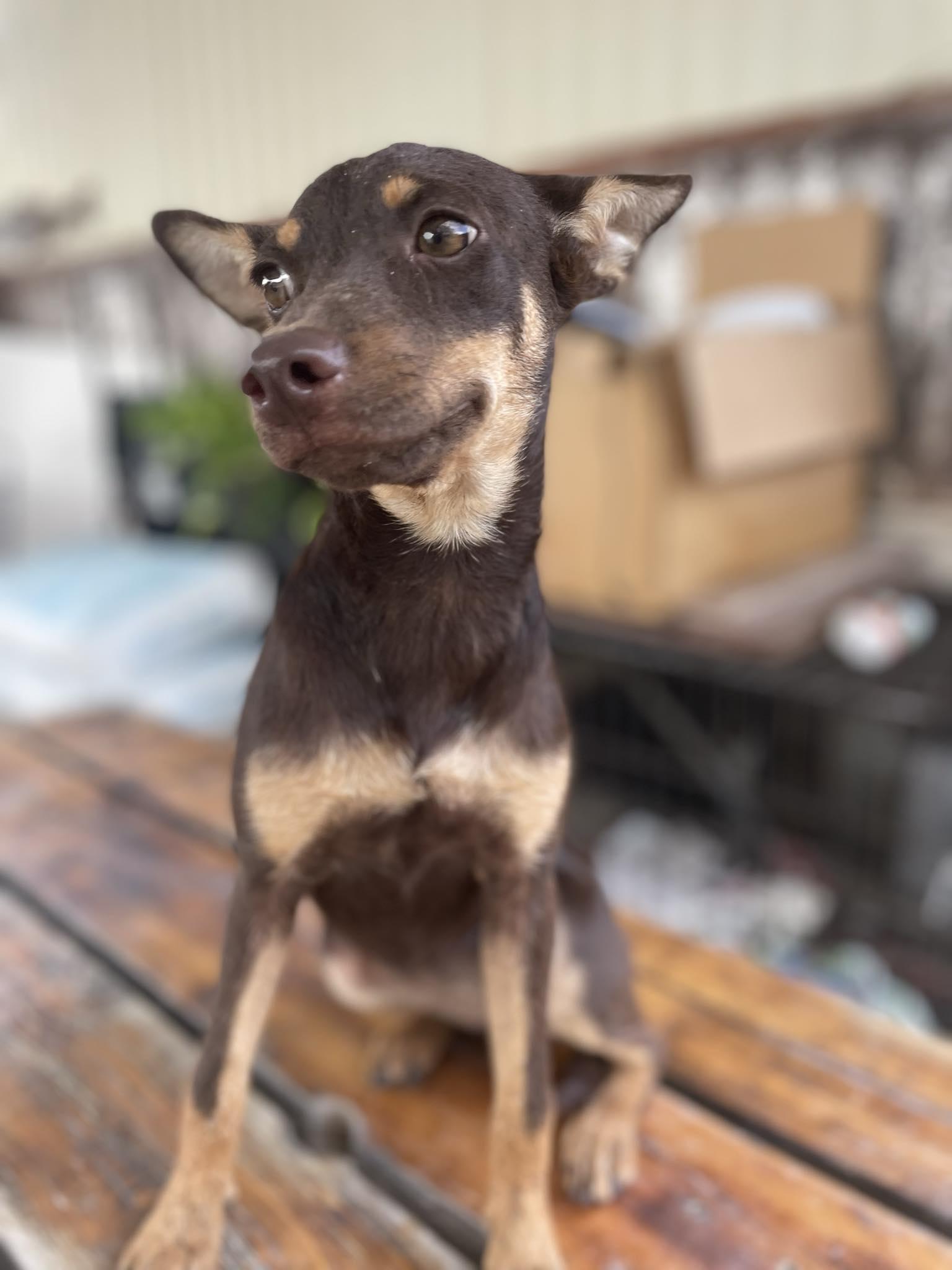 Diva
