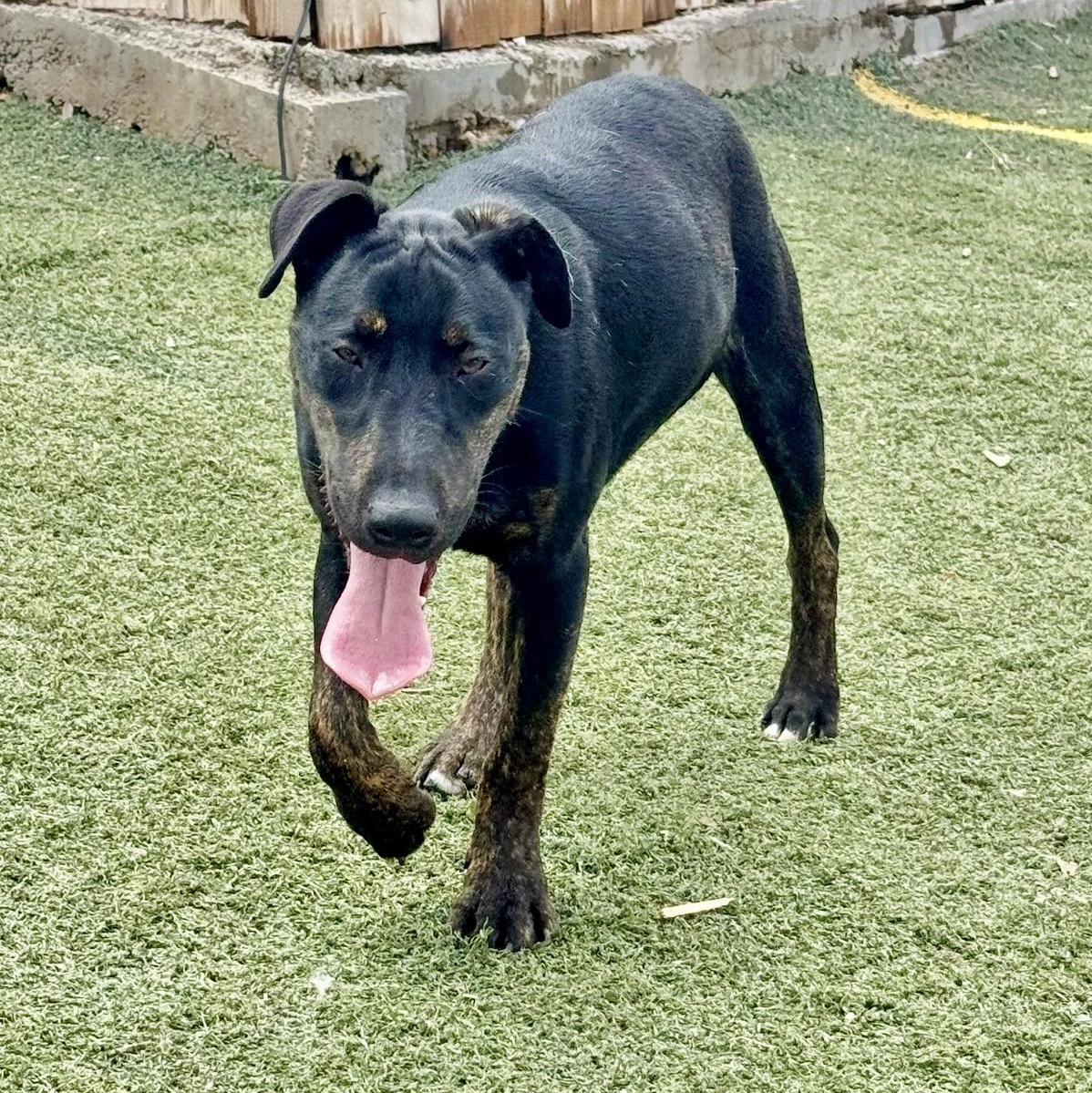Enlarge Harvey, a Adoptable mixed breed in Toms River, NJ image 1/6