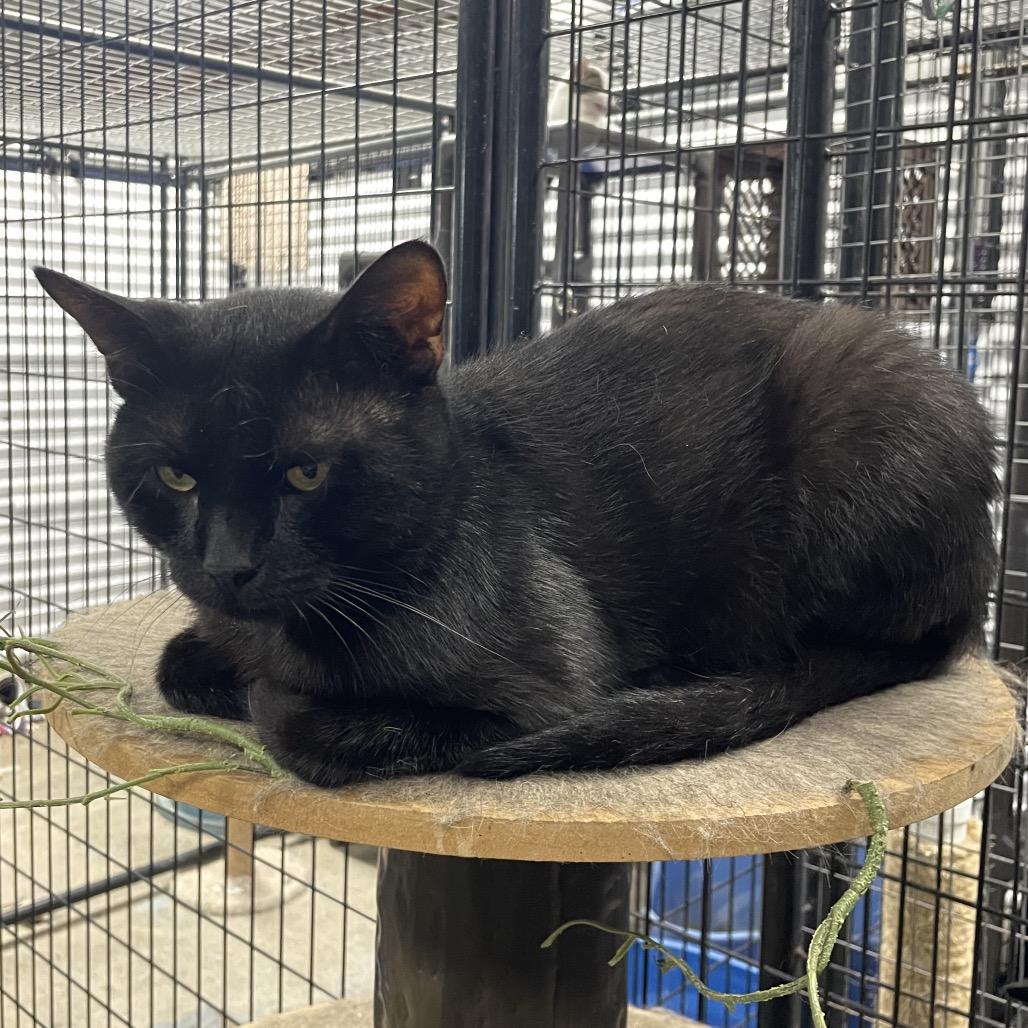 Linguine, Adoptable, Adult Male Domestic Short Hair.