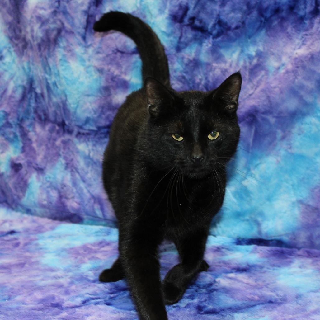Enlarge Linguine, a Adoptable Domestic Short Hair in Tipton, IA image 2/3