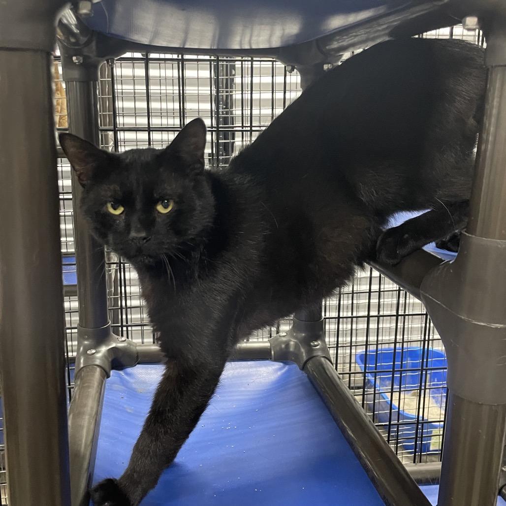 Enlarge Linguine, a Adoptable Domestic Short Hair in Tipton, IA image 2/2