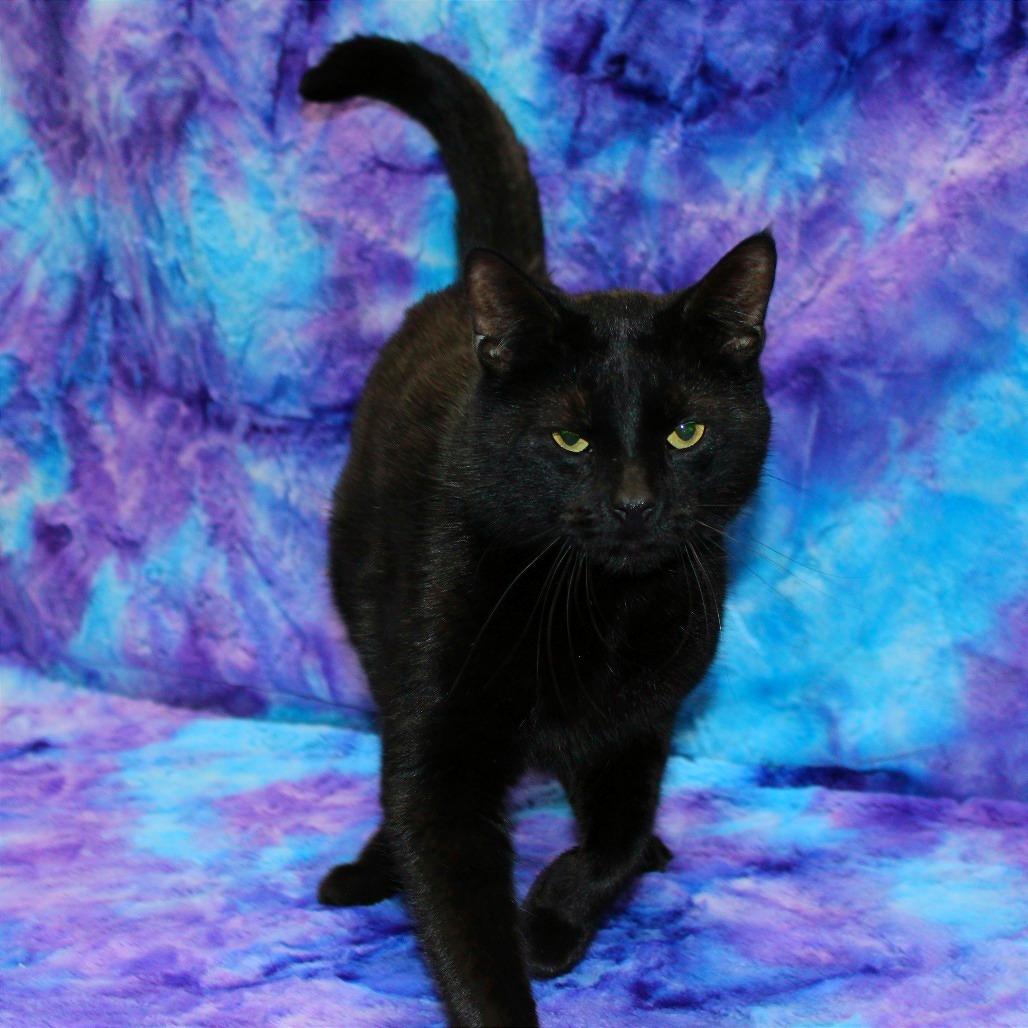 Enlarge Linguine, a Adoptable Domestic Short Hair in Tipton, IA image 3/3