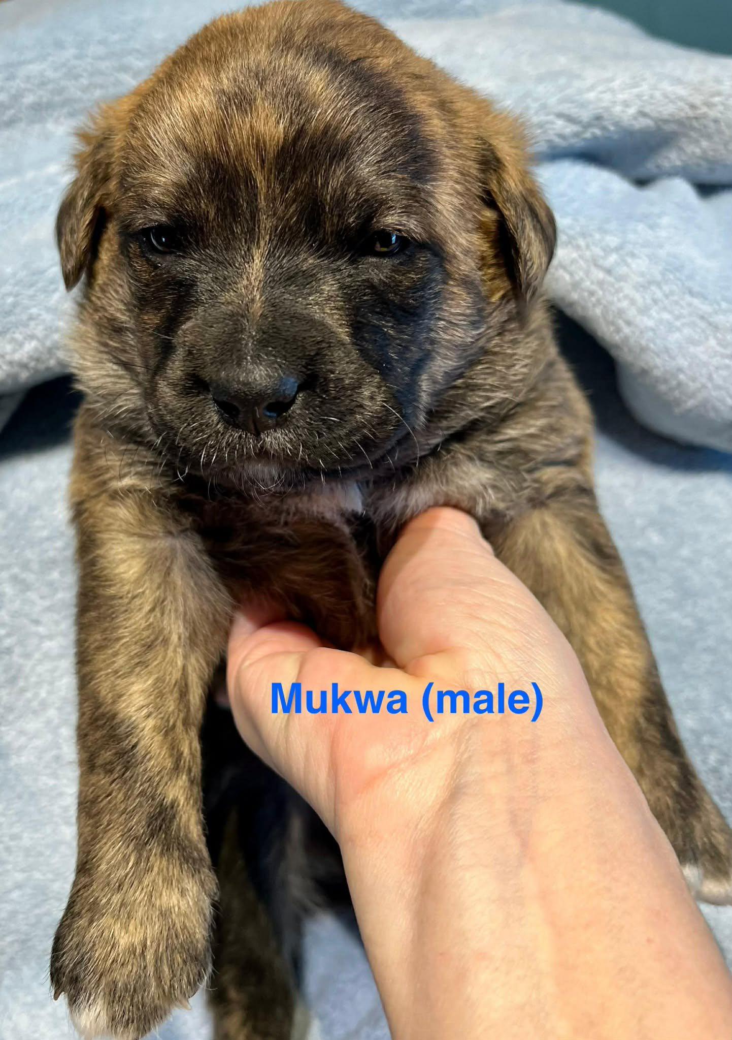 Mukwa (20260113-02) — thumbnail 2