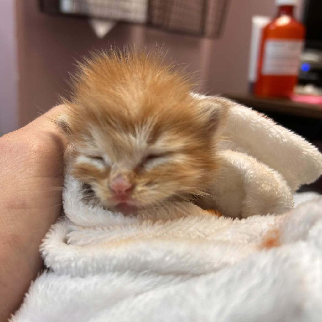 Spud, a Adoptable Domestic Short Hair in Branson, MO image 2/2