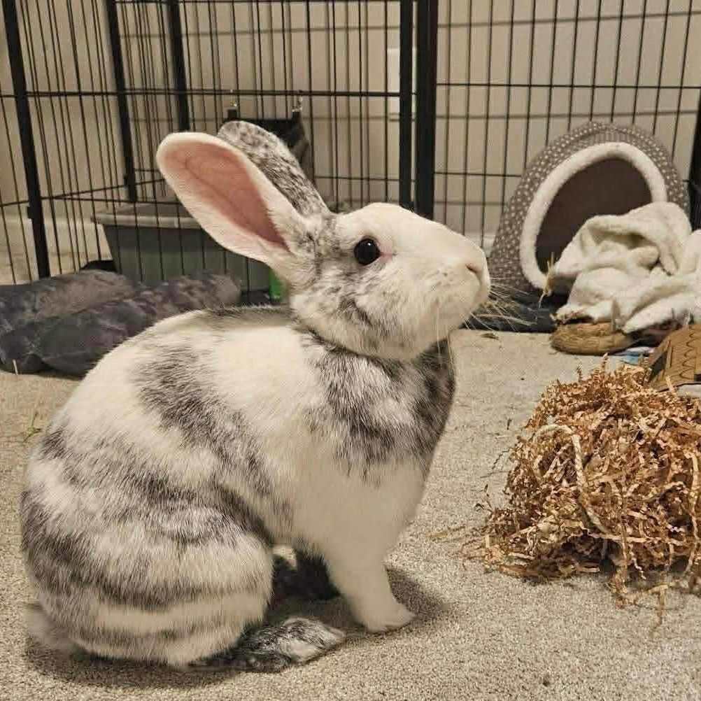 Enlarge Winter (M) & Bella (F) - Bonded Pair, a Adoptable Harlequin in CHARLOTTE, NC image 3/6