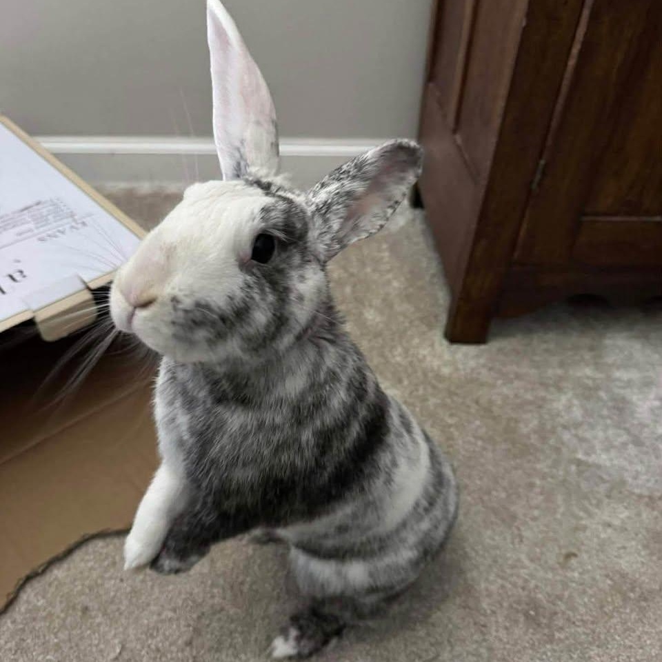 Enlarge Winter (M) & Bella (F) - Bonded Pair, a Adoptable Harlequin in CHARLOTTE, NC image 6/6
