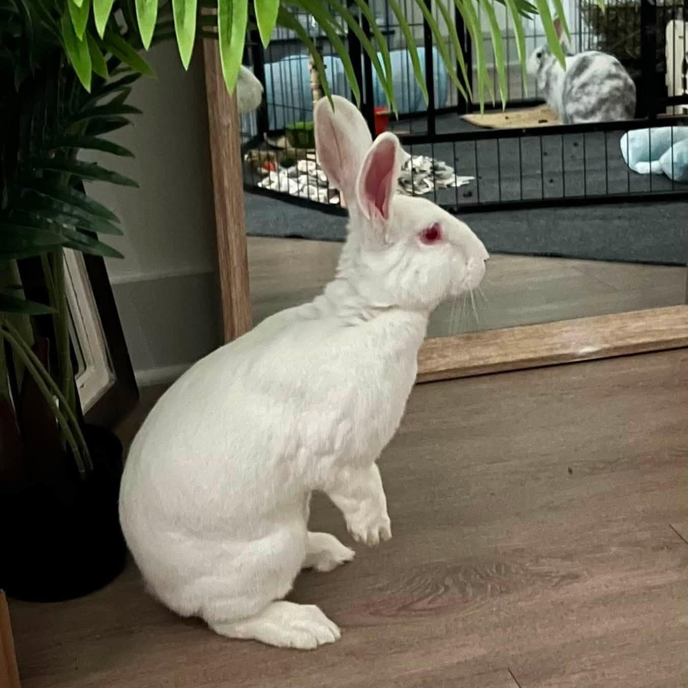 Enlarge Winter (M) & Bella (F) - Bonded Pair, a Adoptable Harlequin in CHARLOTTE, NC image 4/6