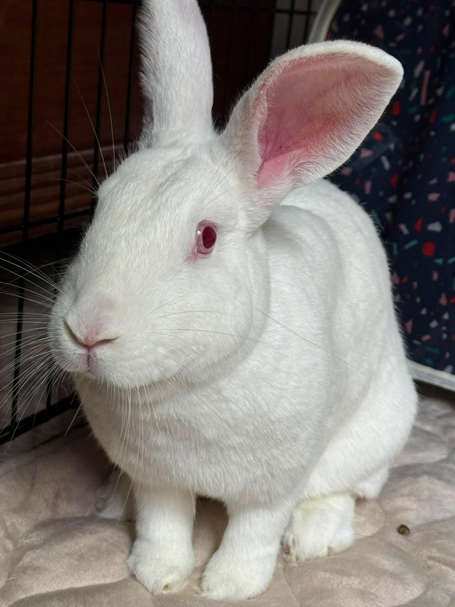 Enlarge Winter (M) & Bella (F) - Bonded Pair, a Adoptable Harlequin in CHARLOTTE, NC image 5/6