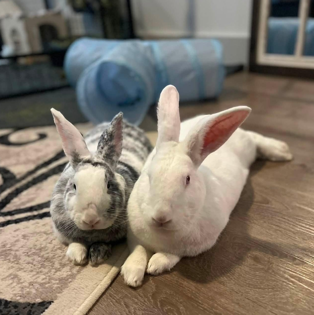 Enlarge Winter (M) & Bella (F) - Bonded Pair, a Adoptable Harlequin in CHARLOTTE, NC image 1/6