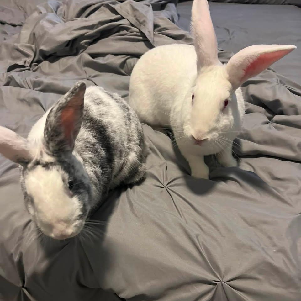 Enlarge Winter (M) & Bella (F) - Bonded Pair, a Adoptable Harlequin in CHARLOTTE, NC image 2/6