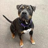 Walter, a ADOPTABLE mixed breed in Long Beach, WA image 2/4
