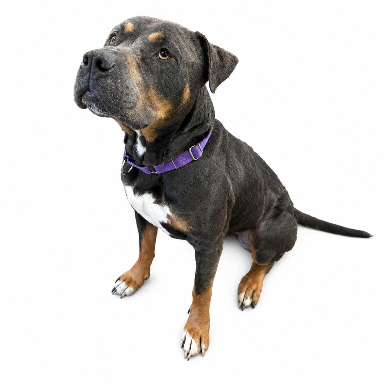 Walter, ADOPTABLE, Adult Male Pit Bull Terrier.