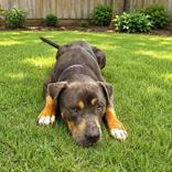 Walter, a ADOPTABLE mixed breed in Long Beach, WA image 3/4