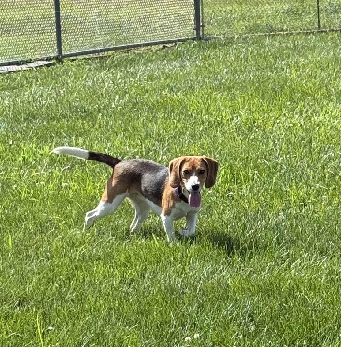 Copper, adopted, Young Female Beagle.