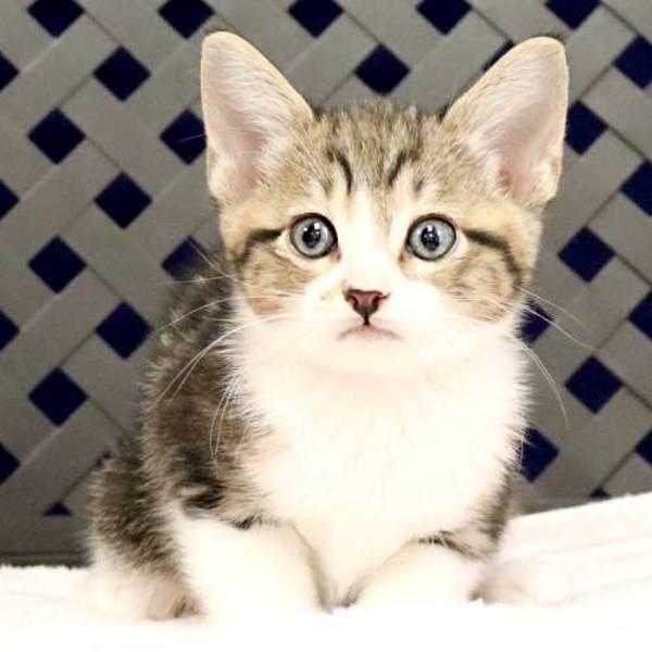 Enlarge Cypress, a Adoptable mixed breed in Fort Davis, TX image 1/1