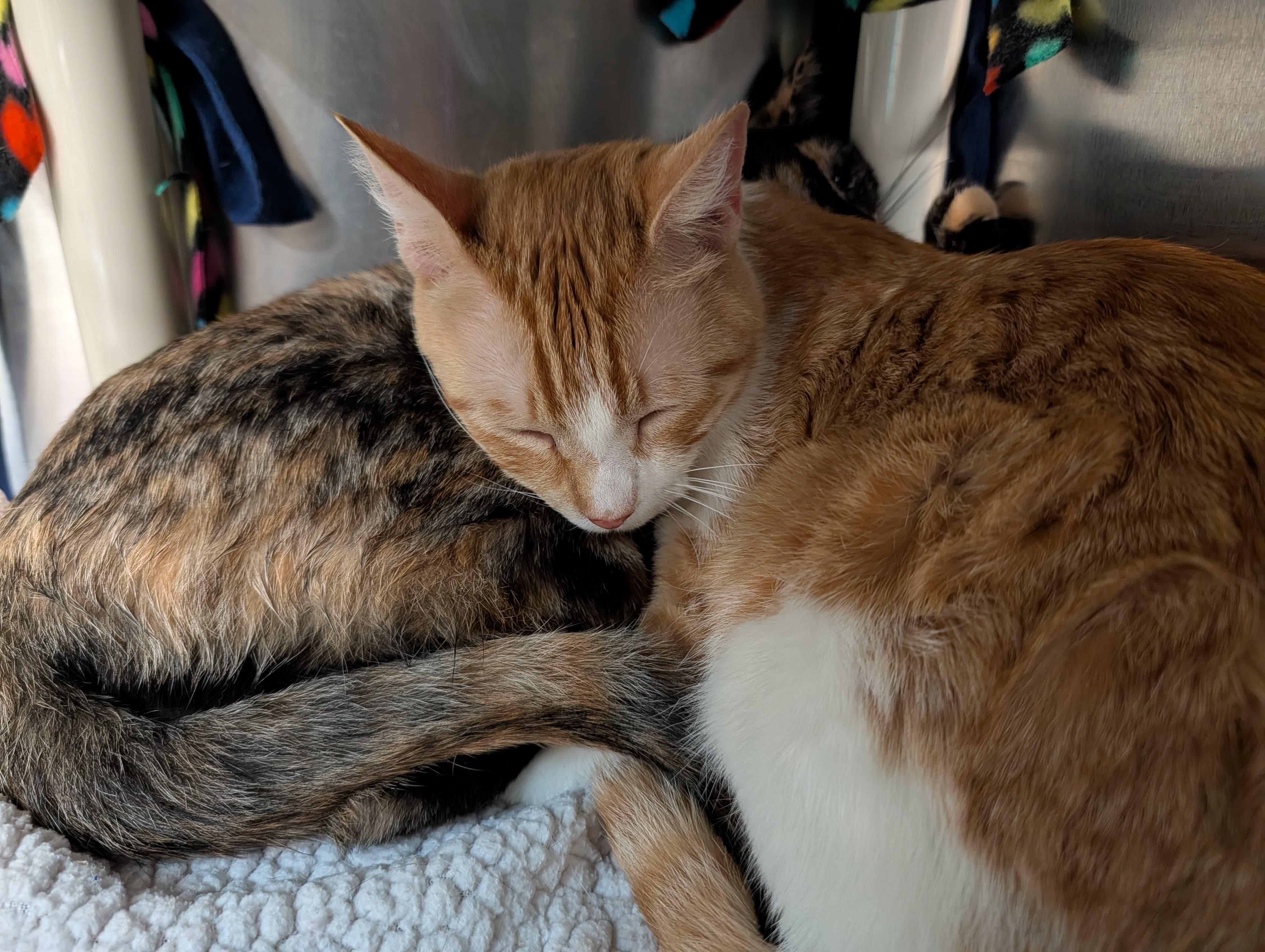 Enlarge Chanel, an adopted Tabby in Woodinville, WA image 4/5