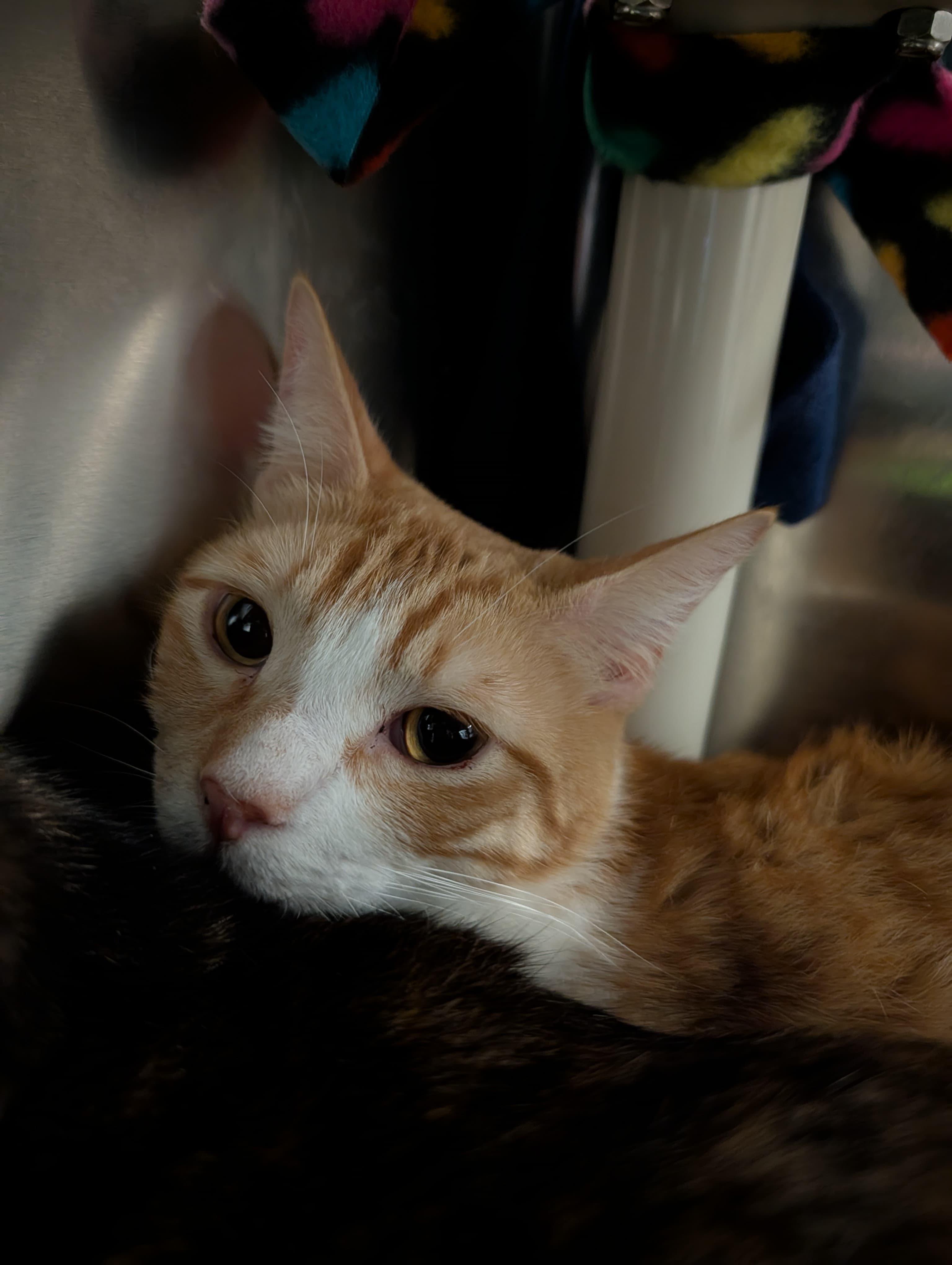 Chanel, adopted, Kitten Male Tabby.