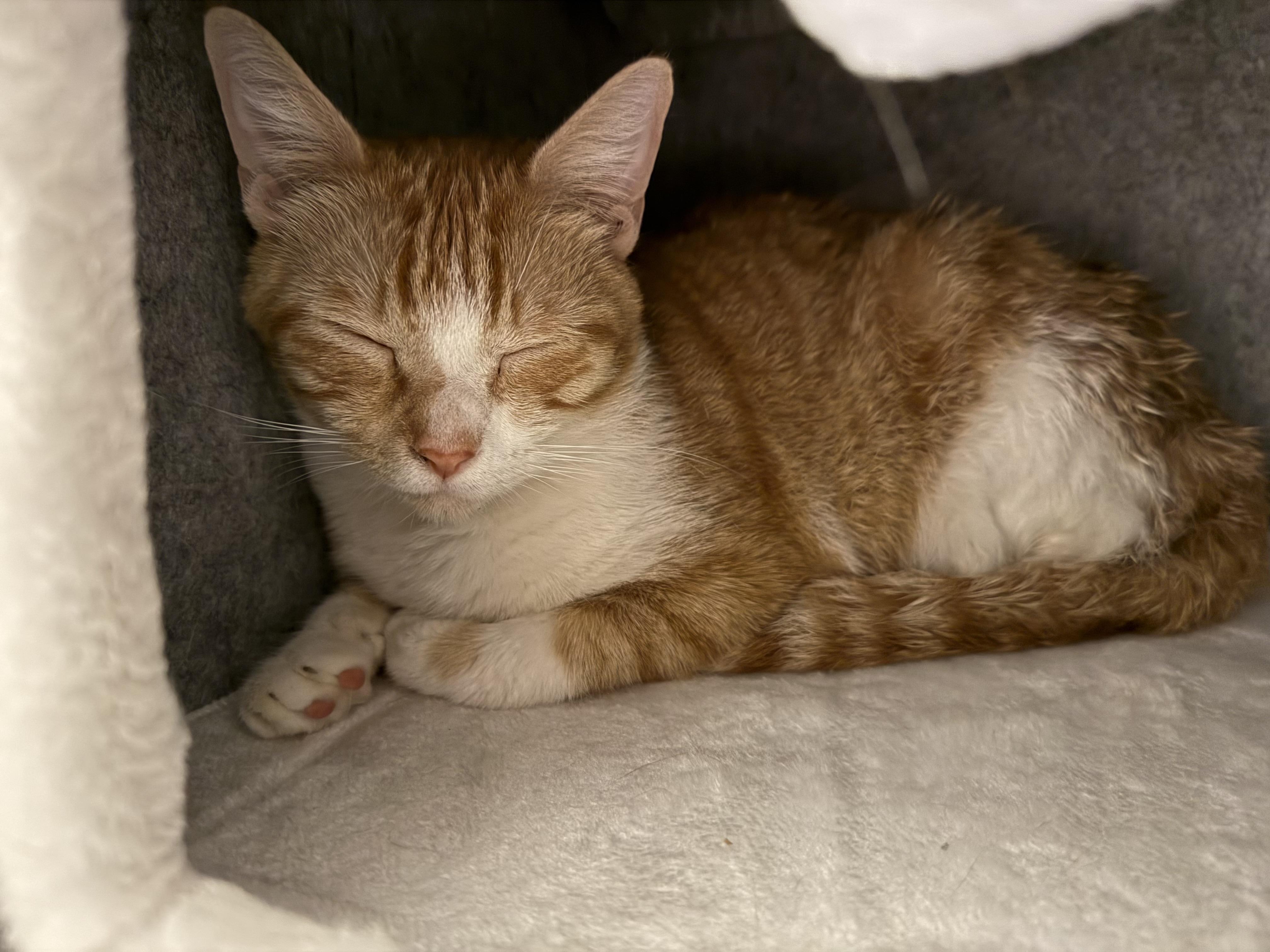 Enlarge Chanel, an adopted Tabby in Woodinville, WA image 3/5