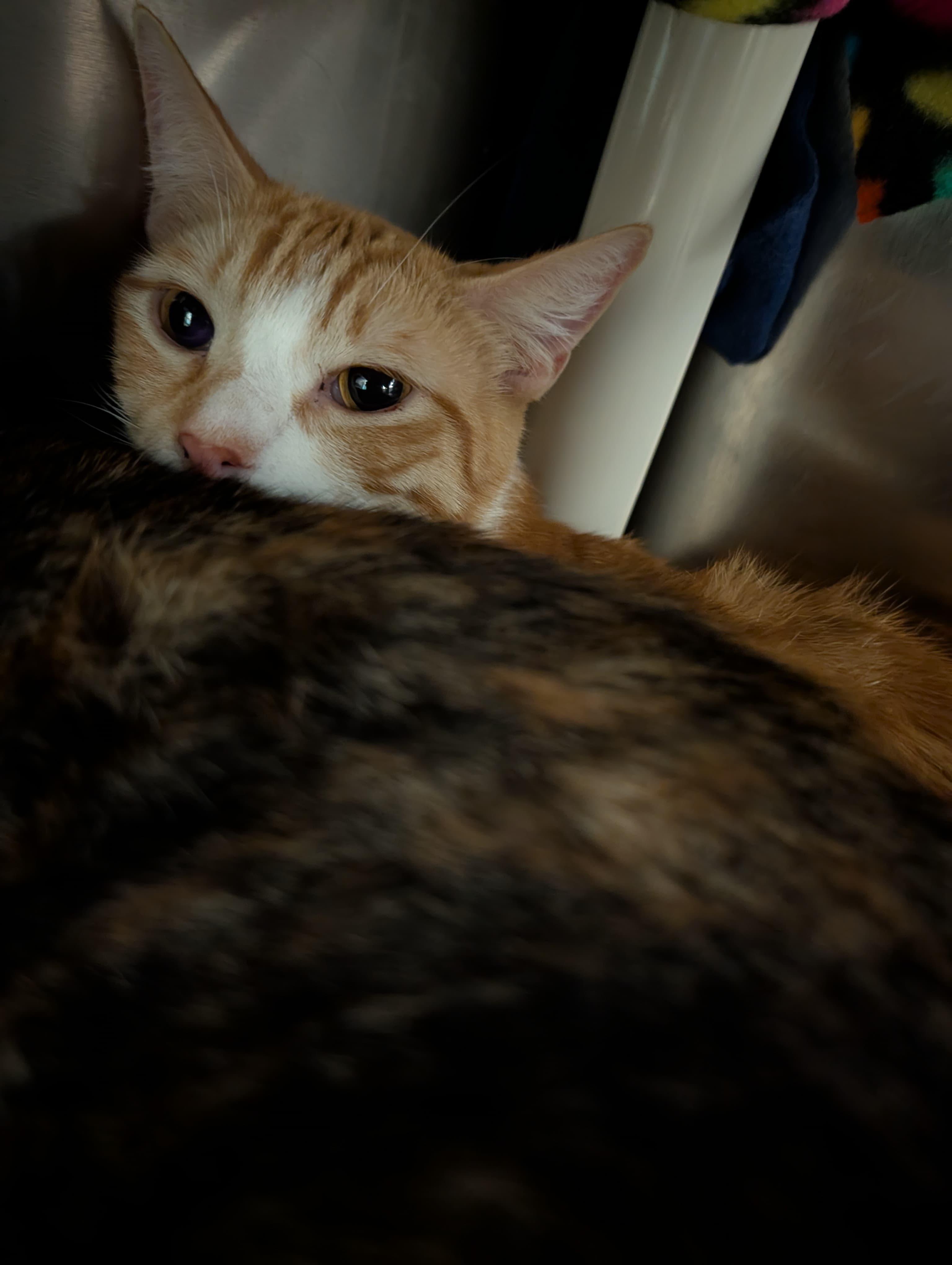 Enlarge Chanel, an adopted Tabby in Woodinville, WA image 2/5