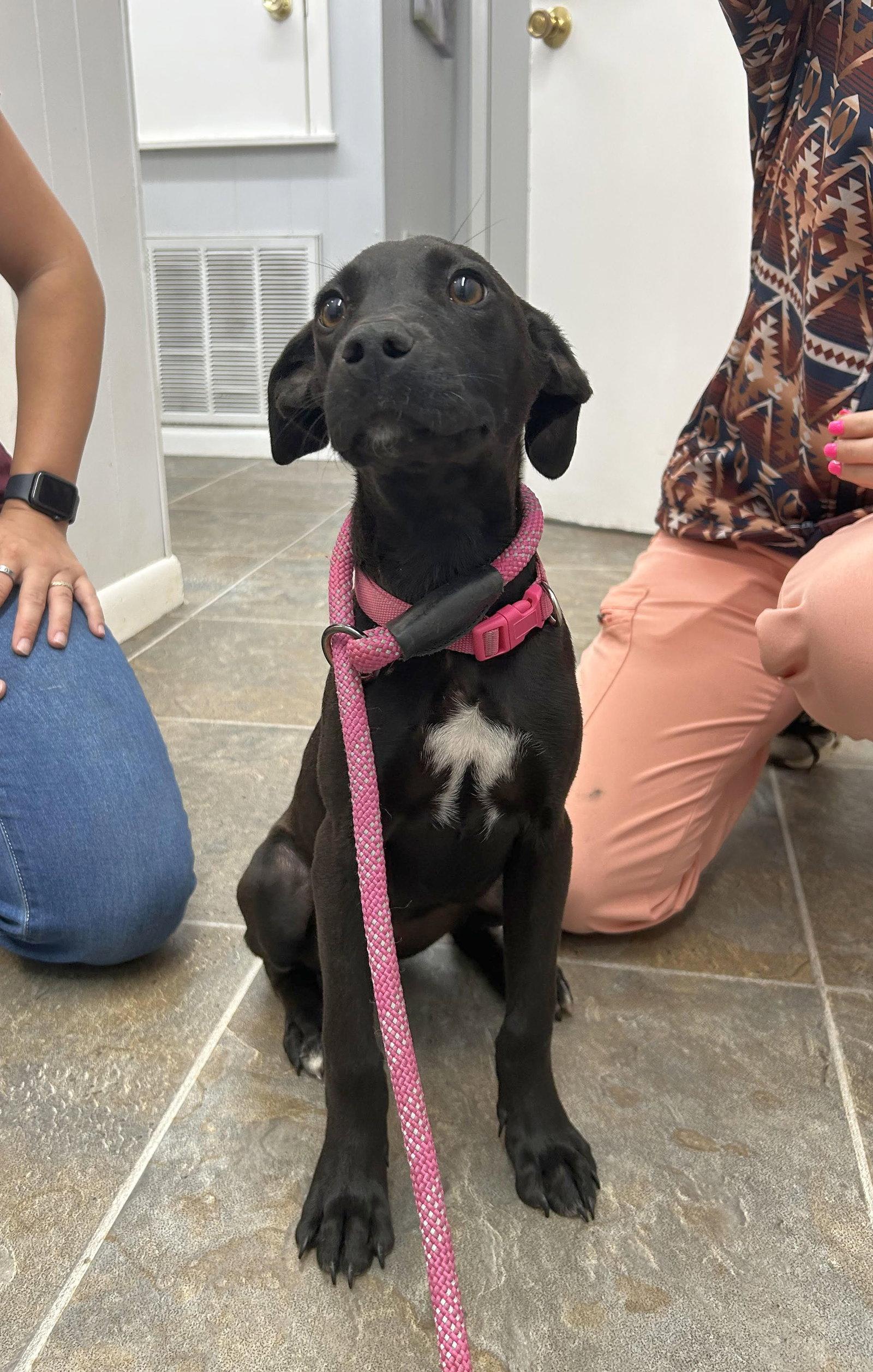 Mia, Adopted, Young Female Mixed Breed.