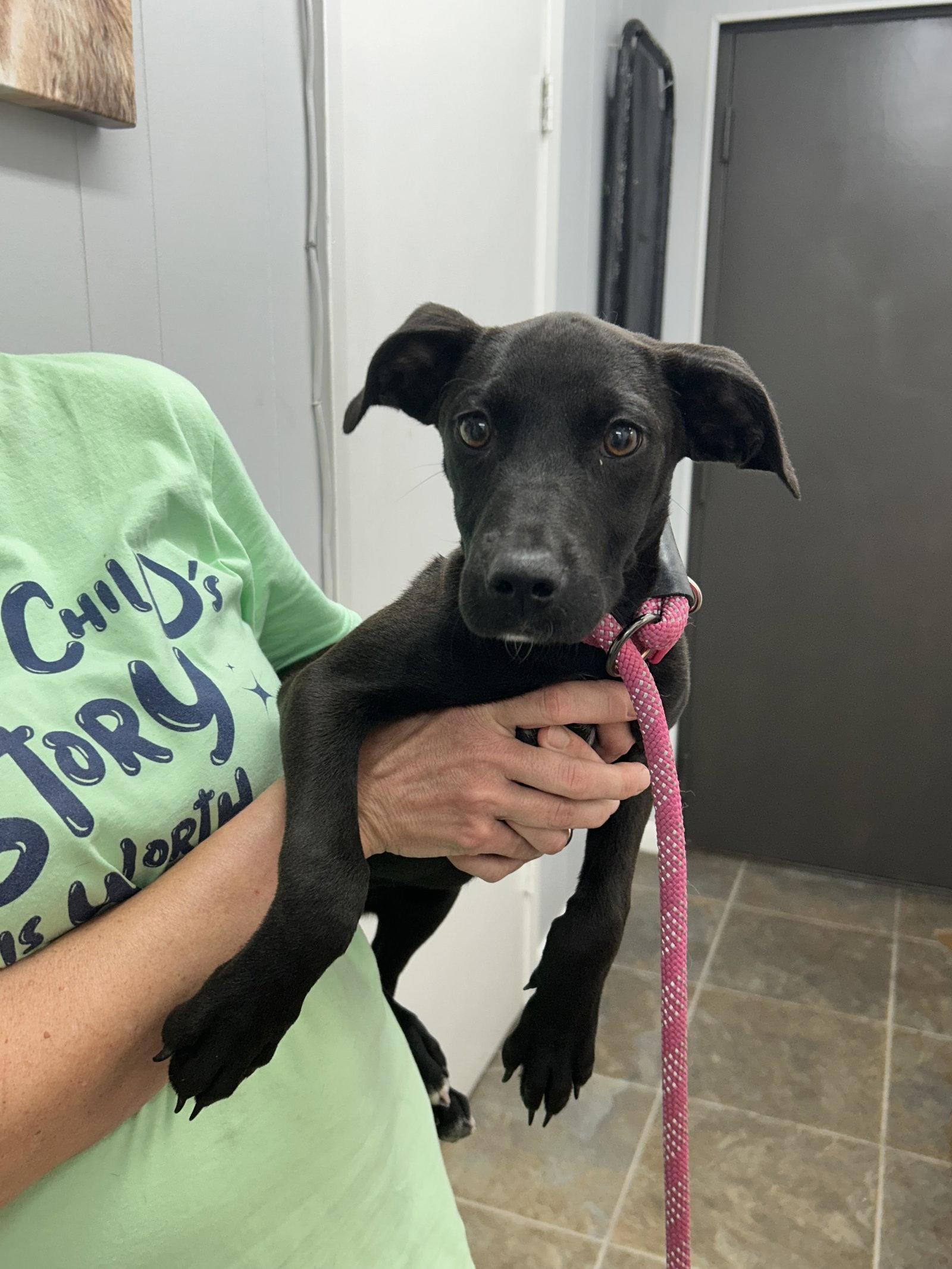 Mia, a Adopted Mixed Breed in Monticello, MS image 2/2
