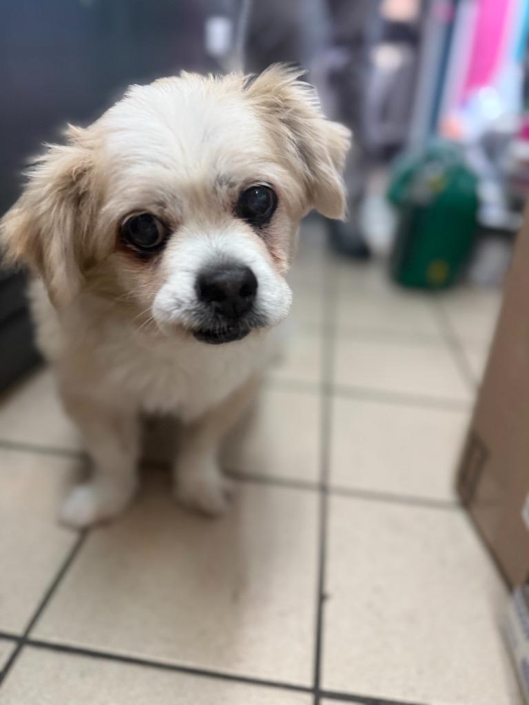 Jordan, Adoptable, Senior Male Pekingese & Mixed Breed.