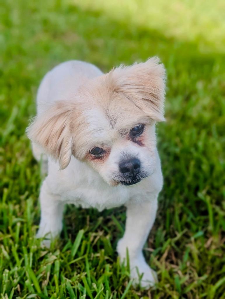 Enlarge Jordan, a Adoptable mixed breed in Sebastian, FL image 5/6