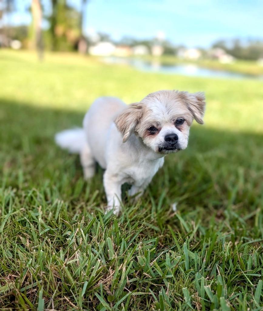 Enlarge Jordan, a Adoptable mixed breed in Sebastian, FL image 6/6