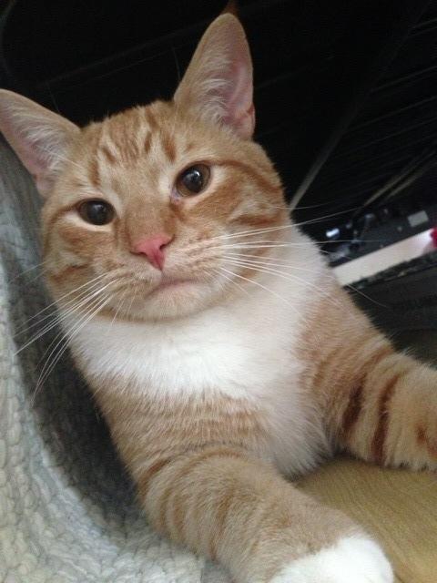 Jasper/dog-alike personality, playful, Adult Male unknown