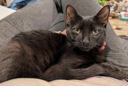Stitch Thayer - must have a young cat buddy, Adoptable, Kitten Male Domestic Short Hair & Domestic Short Hair.