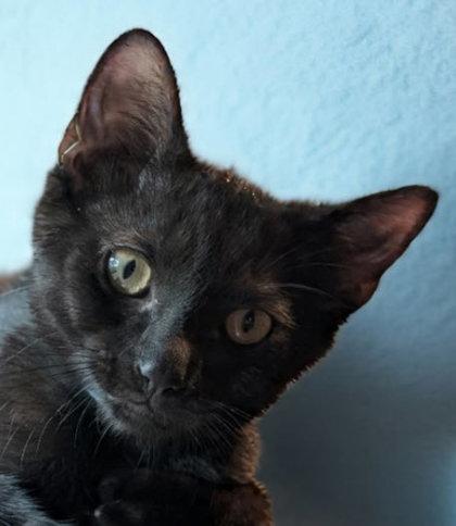 Stitch Thayer - must have a young cat buddy, a Adoptable Domestic Short Hair in Hudson, MA image 2/3