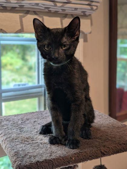 Stitch Thayer - must have a young cat buddy, a Adoptable Domestic Short Hair in Hudson, MA image 3/3