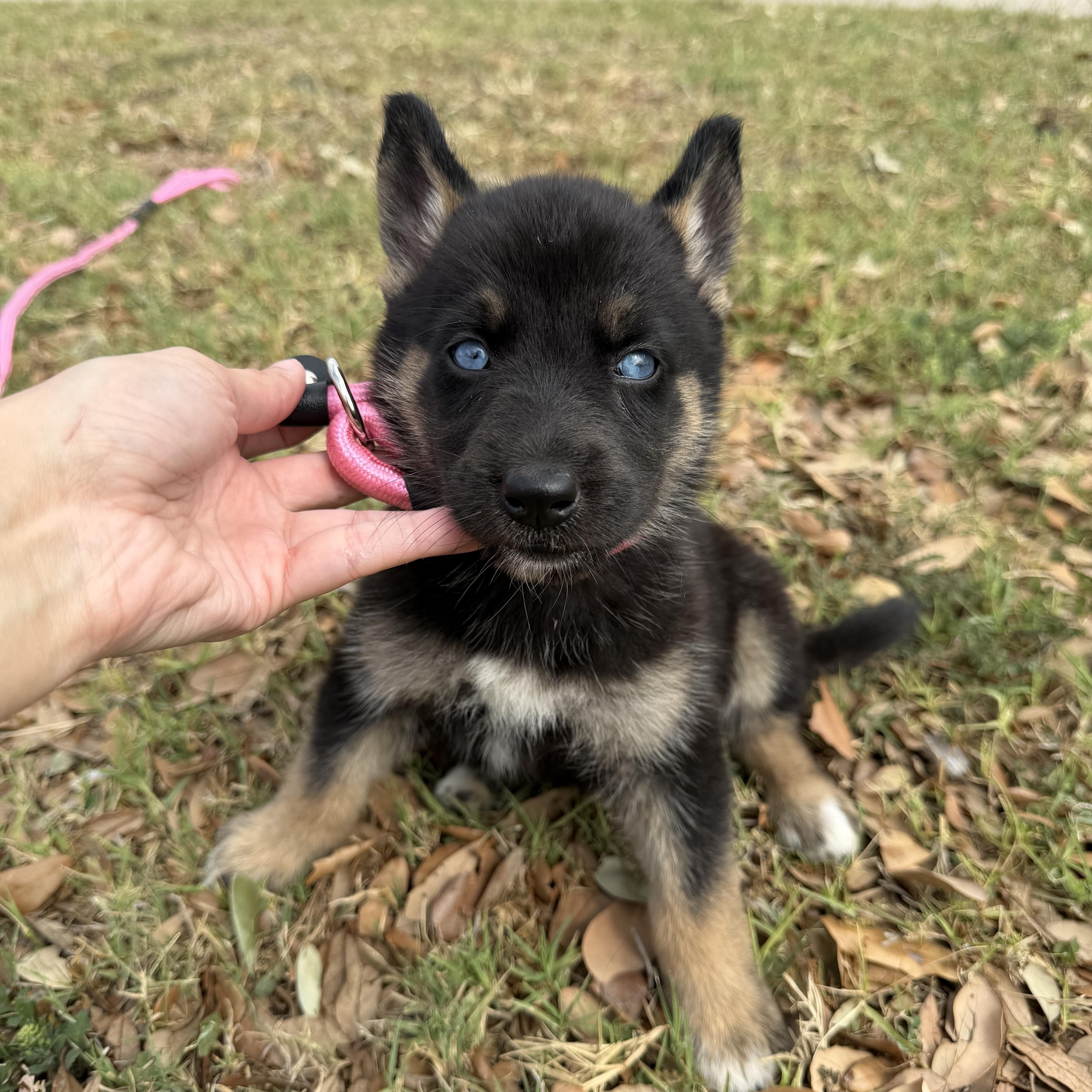 Enlarge Buffy, a Adoptable mixed breed in Tacoma, WA image 3/6