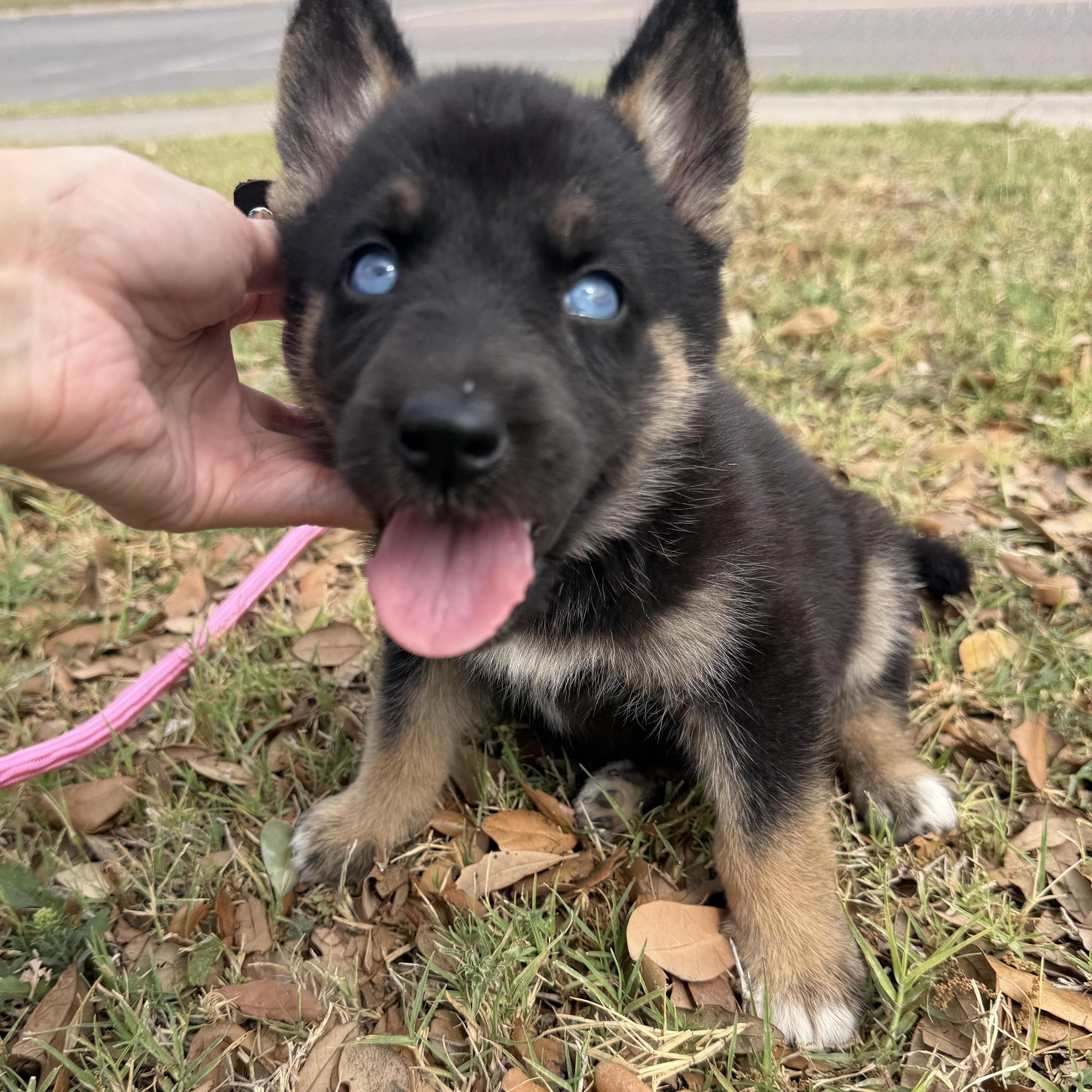 Enlarge Buffy, a Adoptable mixed breed in Tacoma, WA image 1/6