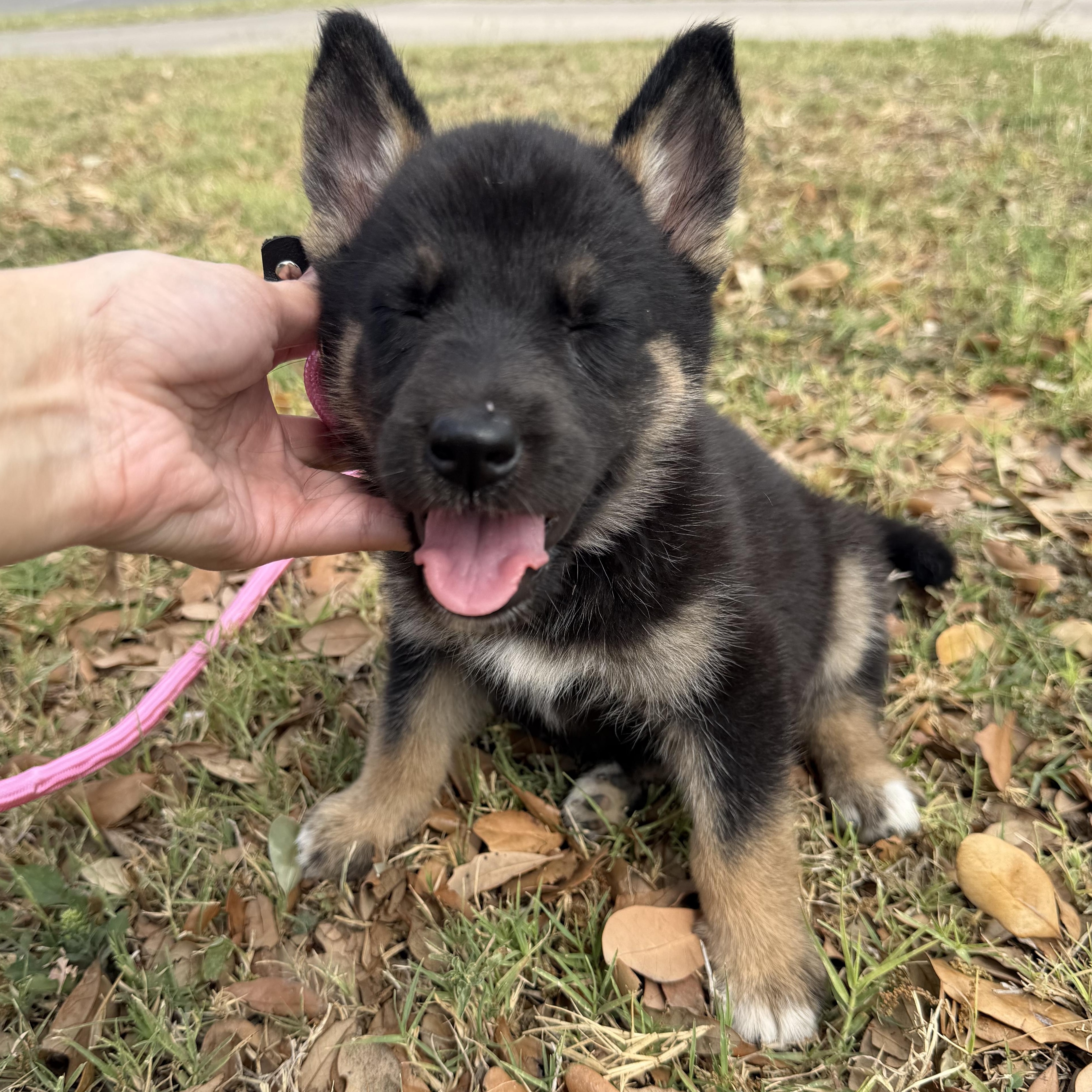 Enlarge Buffy, a Adoptable mixed breed in Tacoma, WA image 6/6