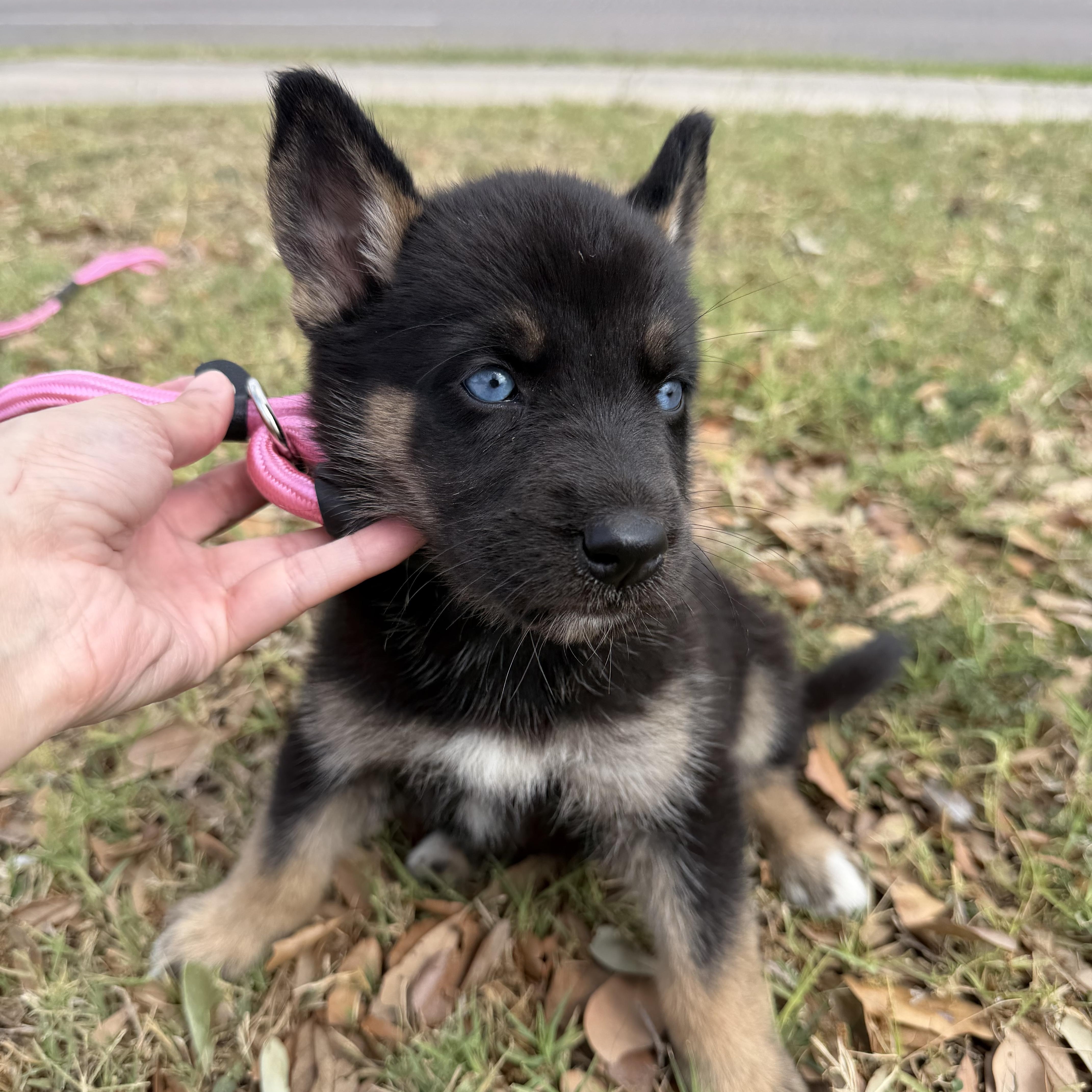 Enlarge Buffy, a Adoptable mixed breed in Tacoma, WA image 5/6