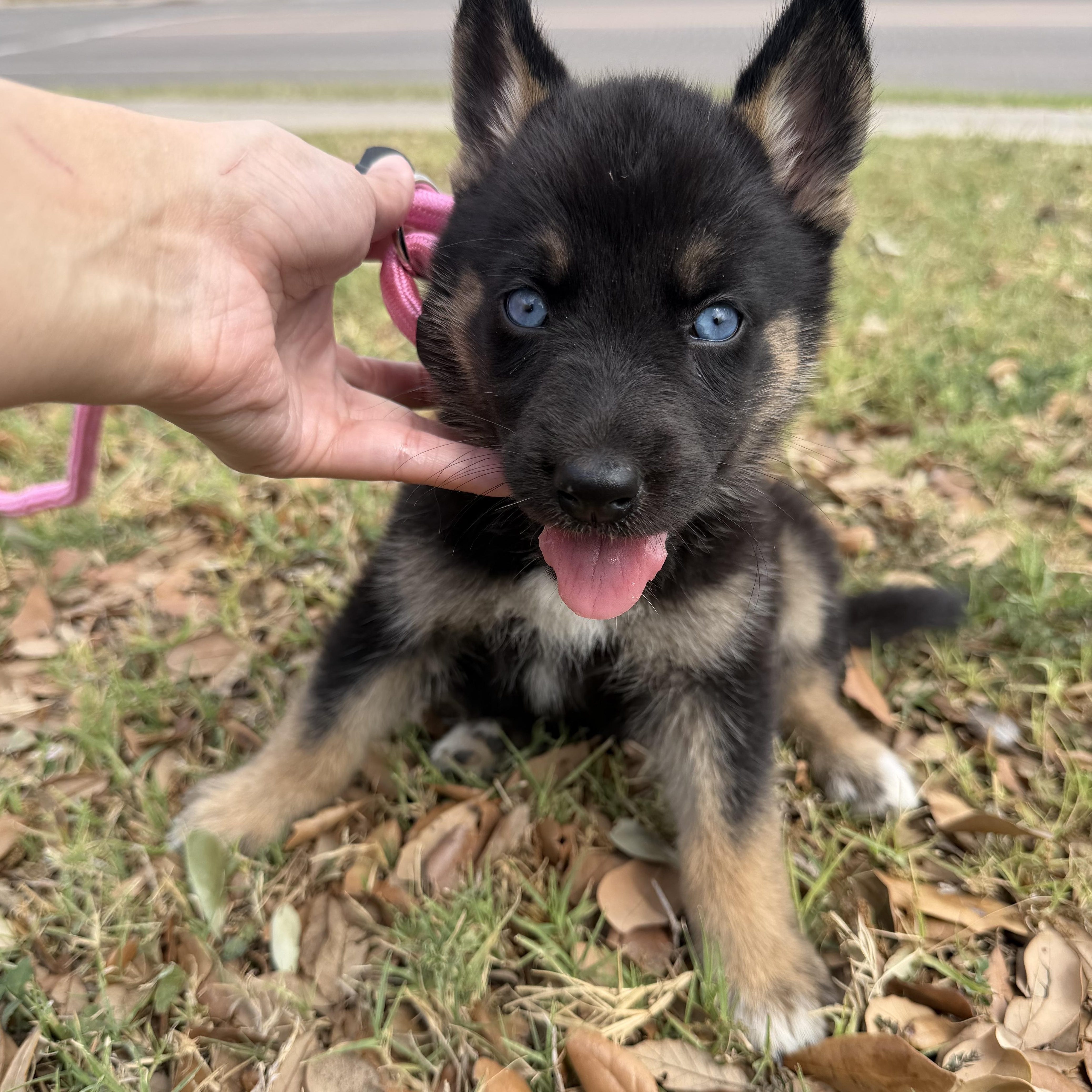 Enlarge Buffy, a Adoptable mixed breed in Tacoma, WA image 2/6