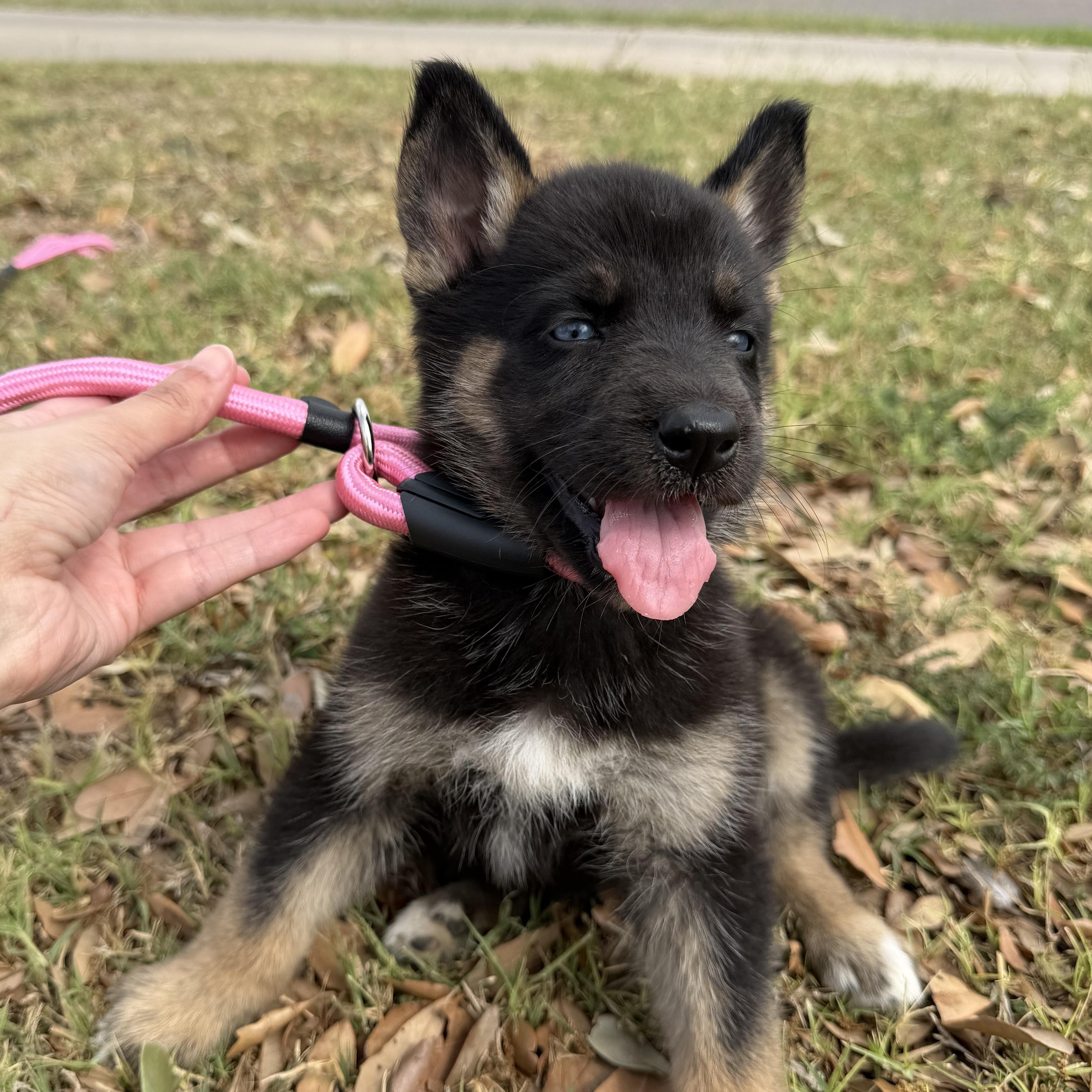 Enlarge Buffy, a Adoptable mixed breed in Tacoma, WA image 4/6