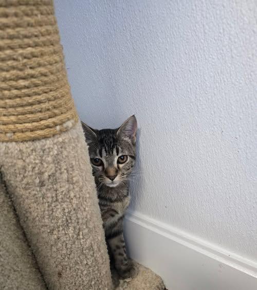 Kelli, ADOPTABLE, Young Female Domestic Short Hair.